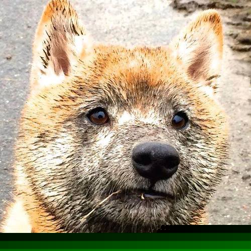 火山熔岩淹没迦太基雄鹰，劳塔罗爆裂模式撕碎突尼斯防线