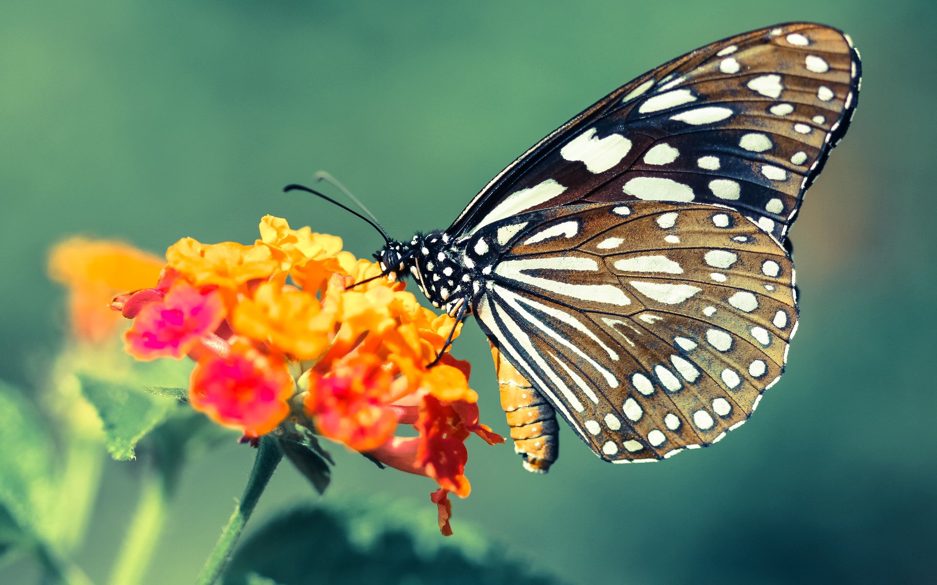 辽宁跨洋巅峰战,哈登单节导演红色飓风席卷麦迪逊