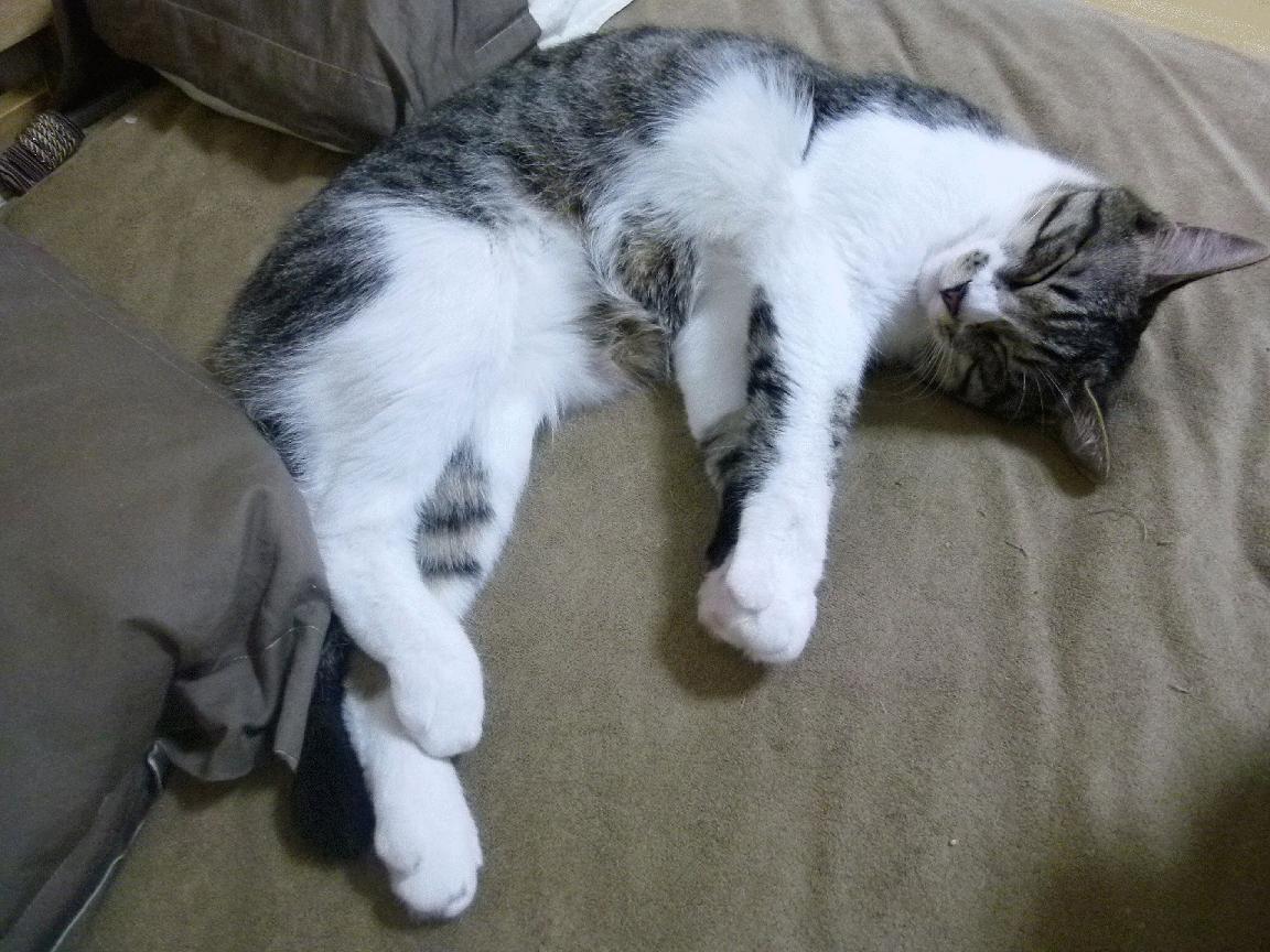 奥运关键夜,灰熊之怒撕碎悬念—莫兰特!莫拦他!