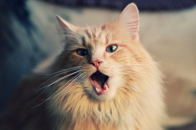 绿茵双生花,埃及节奏与佩德里时刻—论足球掌控的两种维度