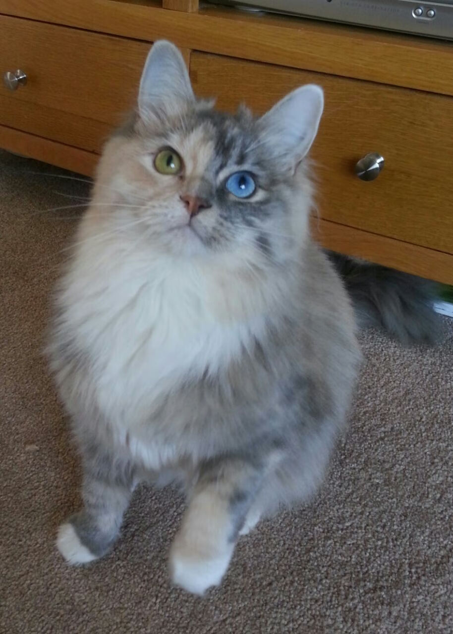 开云体育2026-打破次元壁的一夜，当孙兴慜用一脚提前终结不可能的对决