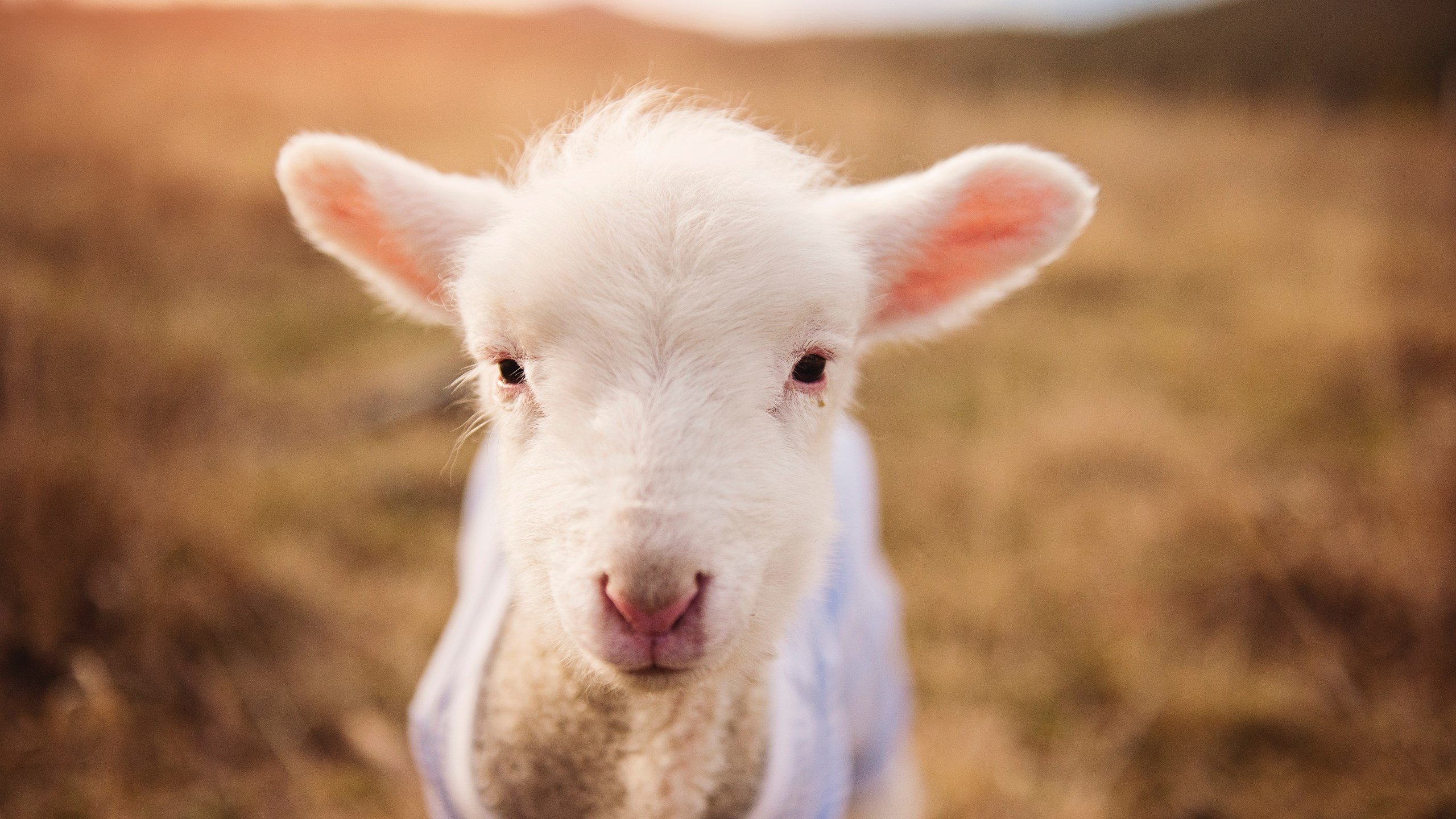 开云体育app-东决血脉觉醒！德罗赞燃爆关键战之夜，无愧当代硬仗之王