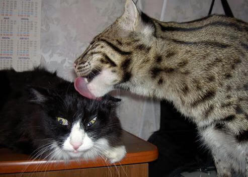 绝境之王!马克西末节暴走导演史诗逆转,广厦生死战擒国王续写传奇