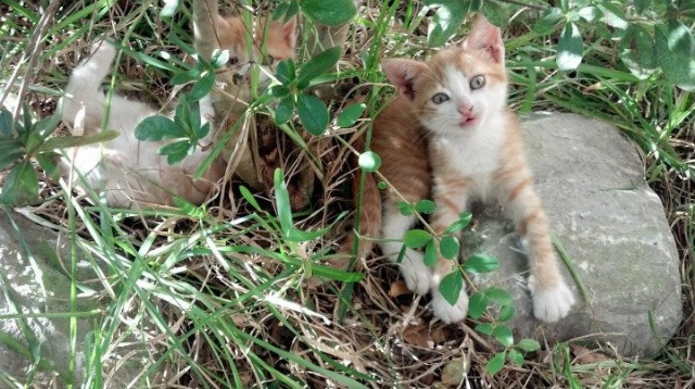 美式战术棋盘上的德甲困局,当范戴克的大场面哲学对决体系化压制