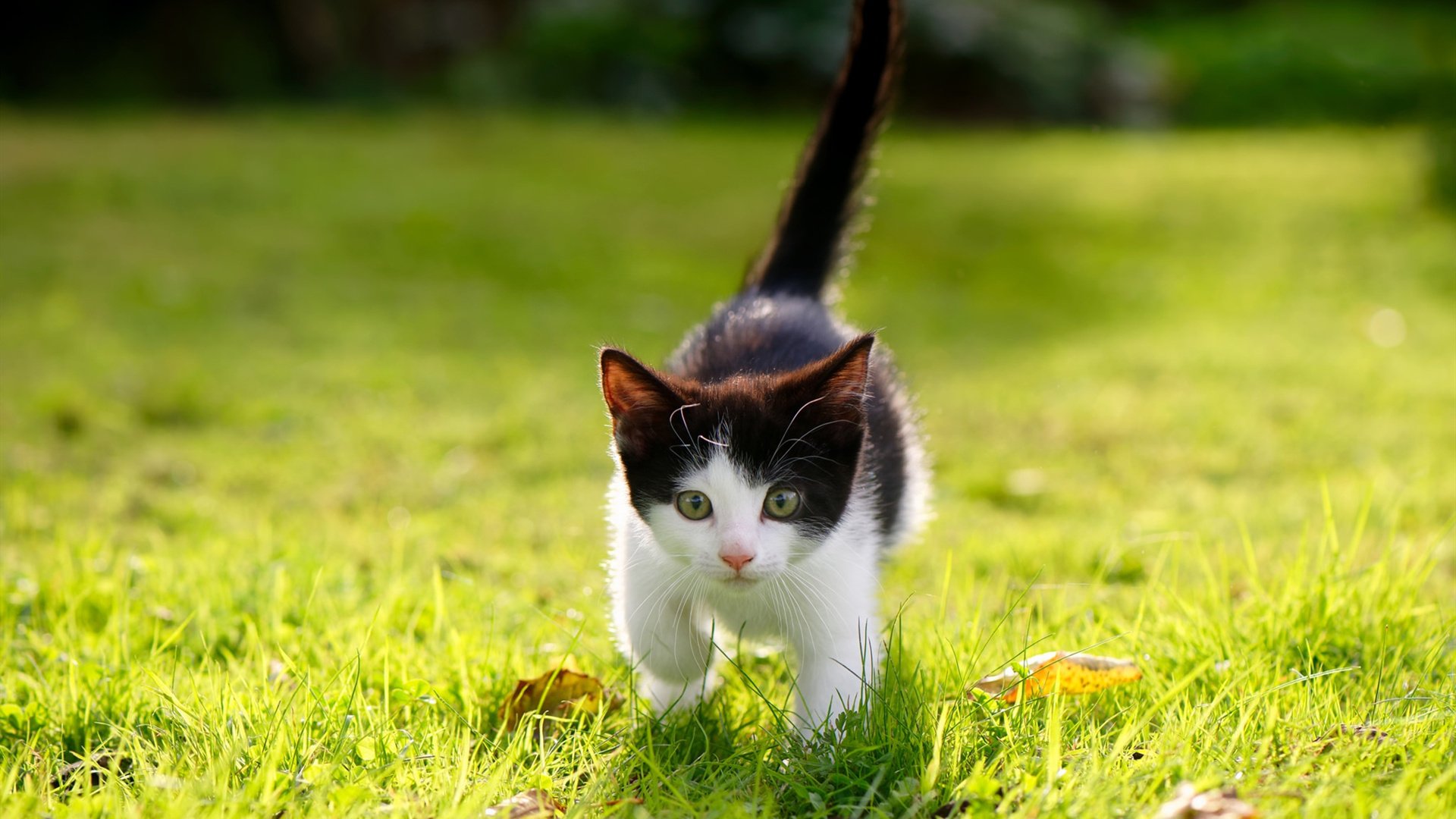 开云体育官网-当F1街道赛遇上老特拉福德，曼联用哥斯达黎加铺就的稳定性赛道