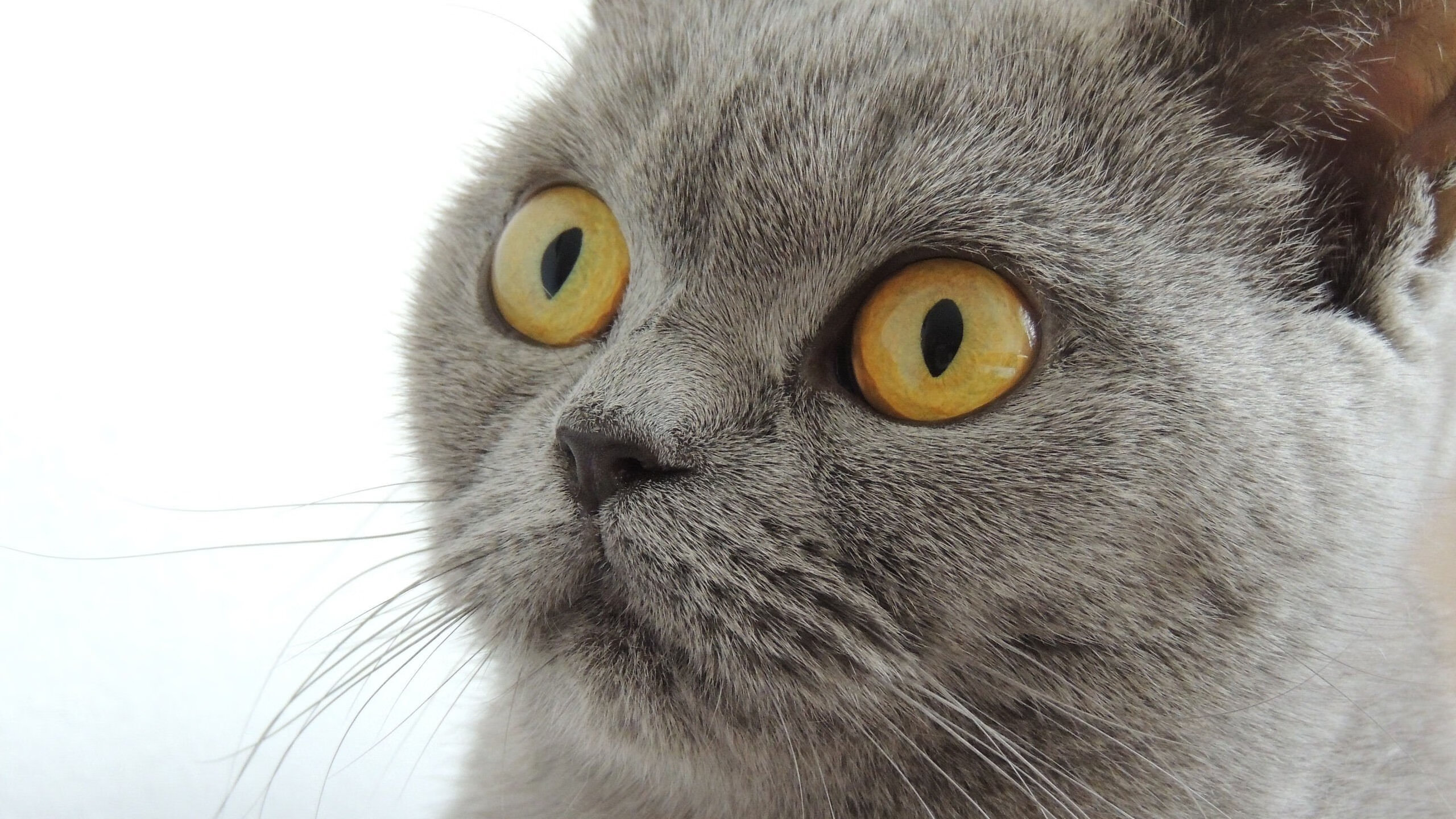 他并非为此城而来,布克攻防两端的征服,一场费城最熟悉的降临