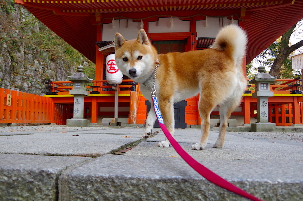 开云体育APP下载-奥运关键战之夜，死神挥镰时，舞台越大他越强
