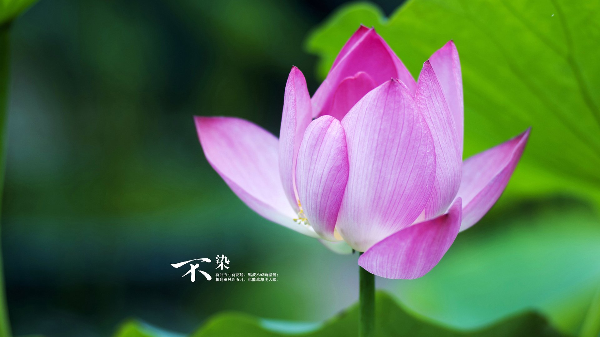 开云体育app-命运的两面，卢卡库的雷霆一击与尼日利亚的坚韧脉搏