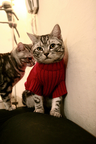 开云体育app-苍鹰悬停，阿尔瓦雷斯的美加墨世界杯之夜，或一个非典型英雄如何扛起一个国家的重量